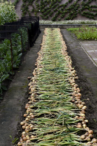 Onion harvest in the vegetable garden