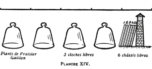 Planche XIV